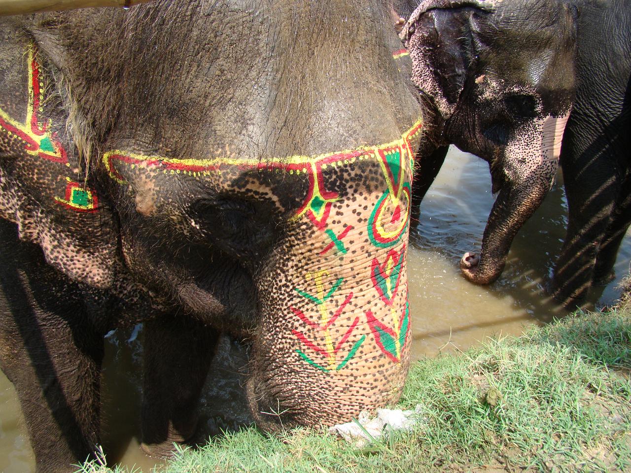 chitwan_elephants_bathing021.jpg