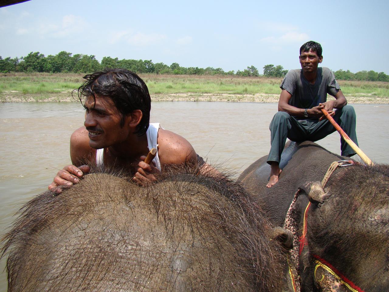 chitwan_elephants_bathing024.jpg