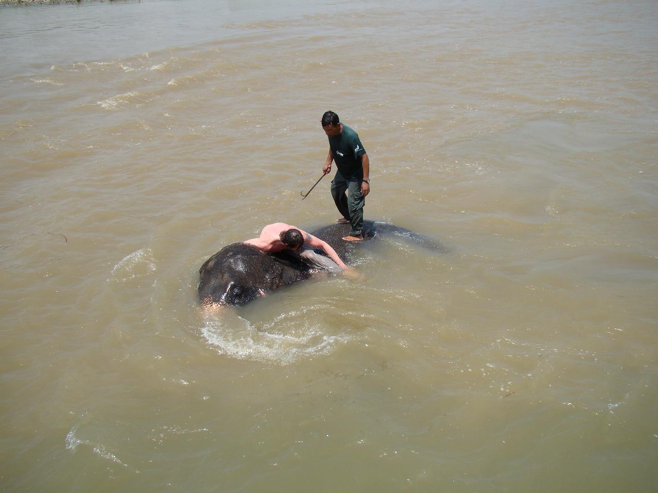 chitwan_elephants_bathing025.jpg