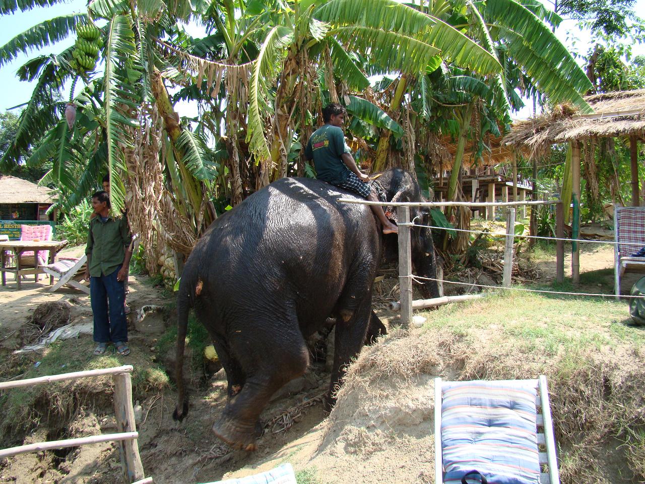 chitwan_elephants_bathing028.jpg