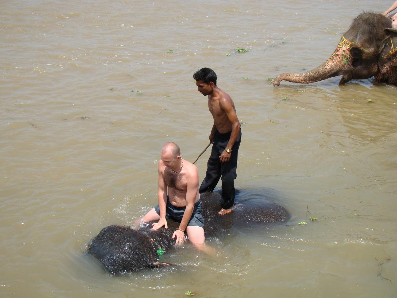 chitwan_elephants_bathing031.jpg
