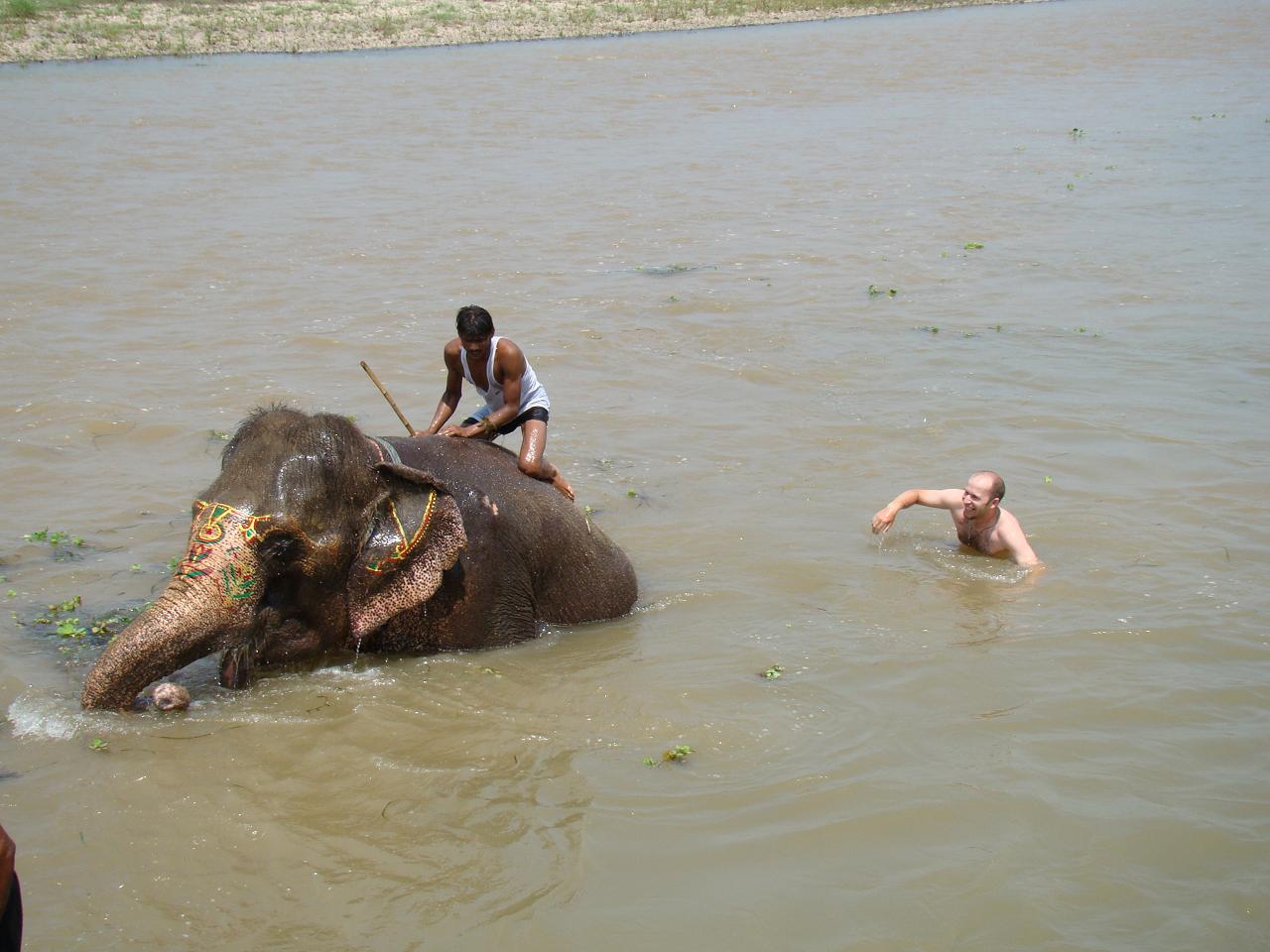 chitwan_elephants_bathing034.jpg