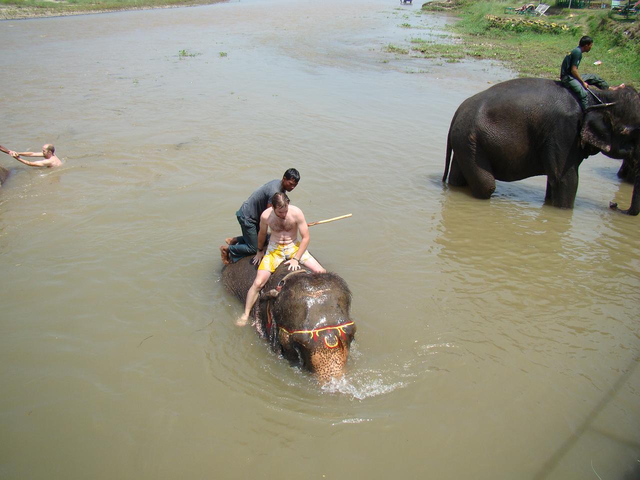chitwan_elephants_bathing037.jpg