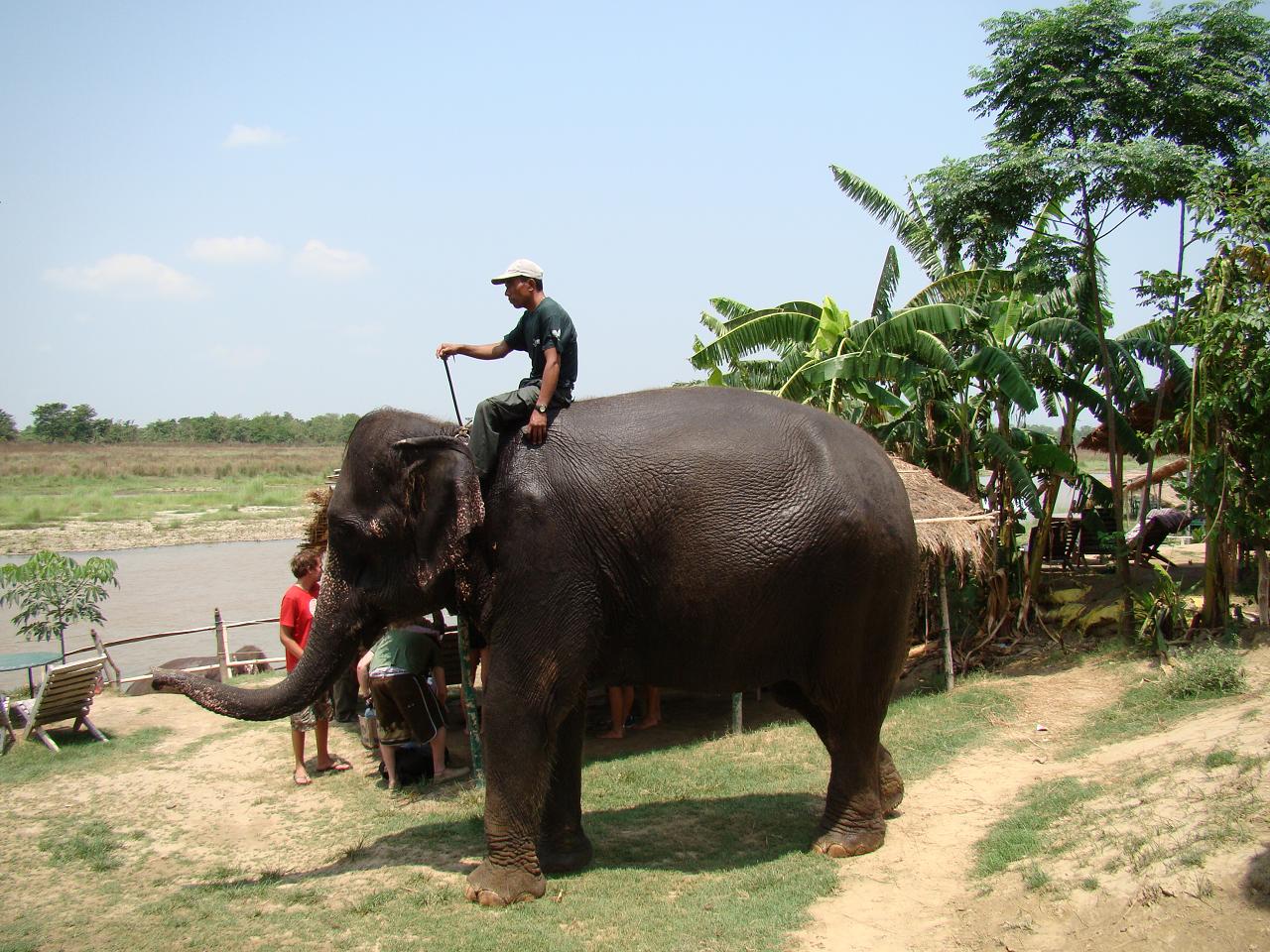 chitwan_elephants_bathing049.jpg