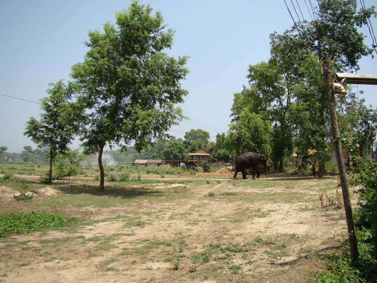 chitwan_elephants_bathing056.jpg