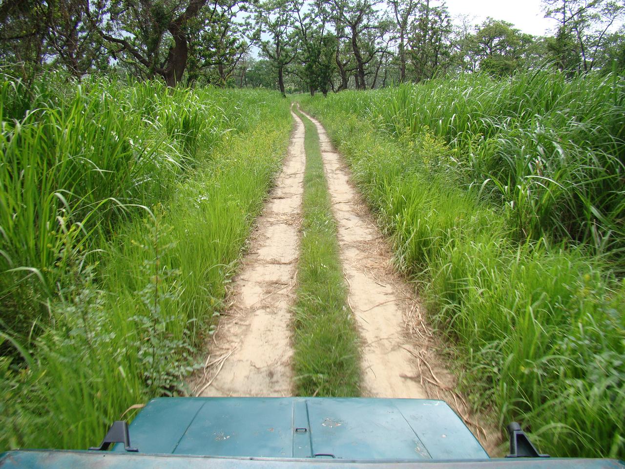 chitwan_jeep_safari014.jpg