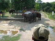 chitwan_elephant_safari011.htm