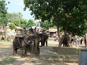 chitwan_elephant_safari014.htm