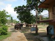 chitwan_elephant_safari015.htm