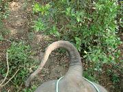 chitwan_elephant_safari026.htm