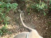 chitwan_elephant_safari027.htm