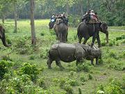 chitwan_elephant_safari031.htm