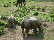 chitwan_elephant_safari034.htm