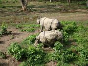 chitwan_elephant_safari037.htm