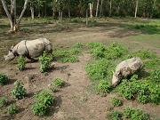 chitwan_elephant_safari038.htm