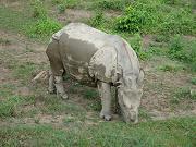 chitwan_elephant_safari055.htm