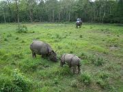 chitwan_elephant_safari063.htm