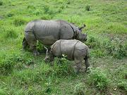 chitwan_elephant_safari065.htm