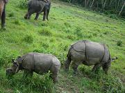 chitwan_elephant_safari066.htm