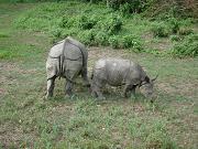 chitwan_elephant_safari070.htm