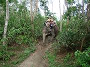 chitwan_elephant_safari074.htm