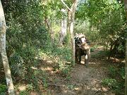 chitwan_elephant_safari082.htm