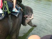 chitwan_elephant_safari093.htm