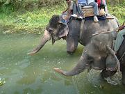 chitwan_elephant_safari102.htm