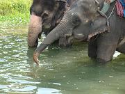 chitwan_elephant_safari109.htm