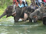 chitwan_elephant_safari110.htm