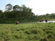 chitwan_elephant_safari116.htm