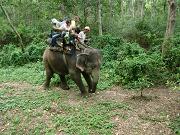 chitwan_elephant_safari129.htm