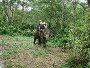 chitwan_elephant_safari130.htm