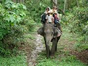 chitwan_elephant_safari131.htm