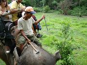 chitwan_elephant_safari134.htm