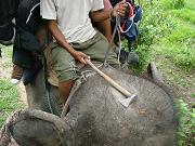 chitwan_elephant_safari135.htm