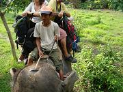 chitwan_elephant_safari137.htm