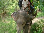 chitwan_elephant_safari139.htm