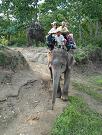 chitwan_elephant_safari148.htm
