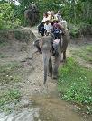 chitwan_elephant_safari149.htm