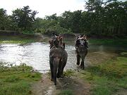 chitwan_elephant_safari154.htm