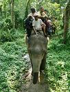 chitwan_elephant_safari172.htm
