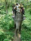 chitwan_elephant_safari173.htm