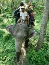 chitwan_elephant_safari174.htm