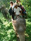 chitwan_elephant_safari175.htm