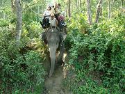 chitwan_elephant_safari189.htm