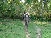 chitwan_elephant_safari190.htm