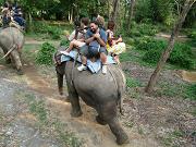 chitwan_elephant_safari194.htm
