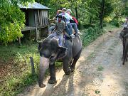 chitwan_elephant_safari195.htm