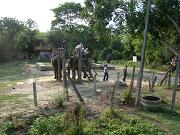 chitwan_elephant_safari201.htm
